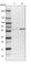 Drebrin Like antibody, HPA020265, Atlas Antibodies, Western Blot image 