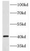 Homeobox protein Hox-B1 antibody, FNab03977, FineTest, Western Blot image 