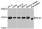 BH3-Like Motif Containing, Cell Death Inducer antibody, A14269, Boster Biological Technology, Western Blot image 