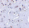 TP53 Induced Glycolysis Regulatory Phosphatase antibody, 4051, ProSci, Immunohistochemistry frozen image 