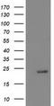 NADH:Ubiquinone Oxidoreductase Subunit B9 antibody, TA502503S, Origene, Western Blot image 