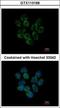 Ceruloplasmin antibody, GTX113168, GeneTex, Immunocytochemistry image 