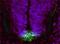 Cytochrome P450 19A1 antibody, orb229660, Biorbyt, Immunofluorescence image 