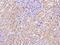 Solute Carrier Family 25 Member 41 antibody, 203596-T08, Sino Biological, Immunohistochemistry frozen image 