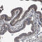 Septin-7 antibody, HPA029524, Atlas Antibodies, Immunohistochemistry paraffin image 