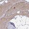 Zinc Finger Protein 805 antibody, NBP2-33840, Novus Biologicals, Immunohistochemistry frozen image 