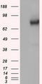 GLGB antibody, LS-C114876, Lifespan Biosciences, Western Blot image 