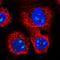 Ribosomal Modification Protein RimK Like Family Member A antibody, NBP1-87935, Novus Biologicals, Immunofluorescence image 