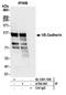 Cadherin-5 antibody, A700-091, Bethyl Labs, Immunoprecipitation image 