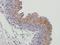 N-Methylpurine DNA Glycosylase antibody, orb13252, Biorbyt, Immunohistochemistry paraffin image 