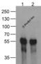 ECS antibody, PM-7657, ProSci, Western Blot image 