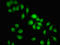 FBXL10 antibody, LS-C672494, Lifespan Biosciences, Immunofluorescence image 
