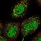 WAPL Cohesin Release Factor antibody, NBP1-92578, Novus Biologicals, Immunocytochemistry image 