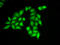 Structure Specific Recognition Protein 1 antibody, 15-117, ProSci, Immunofluorescence image 