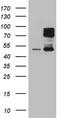 Homeodomain Interacting Protein Kinase 1 antibody, LS-C794014, Lifespan Biosciences, Western Blot image 