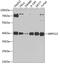 Mitochondrial Ribosomal Protein S22 antibody, 23-508, ProSci, Western Blot image 