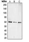Elongin A3 antibody, orb215391, Biorbyt, Western Blot image 