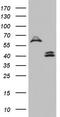 Dolichyl-diphosphooligosaccharide--protein glycosyltransferase 48 kDa subunit antibody, CF803614, Origene, Western Blot image 
