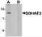 Succinate dehydrogenase assembly factor 2, mitochondrial antibody, NBP2-41136, Novus Biologicals, Western Blot image 