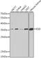 Esterase D antibody, 22-066, ProSci, Western Blot image 