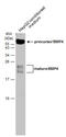 Bone Morphogenetic Protein 4 antibody, GTX100875, GeneTex, Western Blot image 