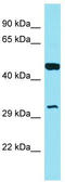 Golgi Phosphoprotein 3 Like antibody, TA337326, Origene, Western Blot image 