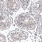 Myocardin Related Transcription Factor A antibody, AMAb91285, Atlas Antibodies, Immunohistochemistry frozen image 
