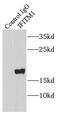 Interferon Induced Transmembrane Protein 1 antibody, FNab04141, FineTest, Immunoprecipitation image 