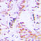 Elongin A3 antibody, LS-C353648, Lifespan Biosciences, Immunohistochemistry paraffin image 