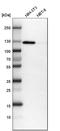 Retinoic Acid Induced 14 antibody, HPA036949, Atlas Antibodies, Western Blot image 