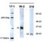 Survival of motor neuron protein-interacting protein 1 antibody, orb76634, Biorbyt, Western Blot image 
