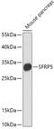 Secreted frizzled-related protein 5 antibody, 16-733, ProSci, Western Blot image 