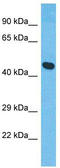 XK Related 8 antibody, TA330830, Origene, Western Blot image 