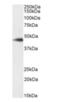 Stromal Cell Derived Factor 4 antibody, orb403017, Biorbyt, Western Blot image 