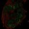 Ubiquitin Specific Peptidase 27 X-Linked antibody, HPA077264, Atlas Antibodies, Immunofluorescence image 
