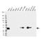 IGFBP-rP1 antibody, VPA00133, Bio-Rad (formerly AbD Serotec) , Western Blot image 