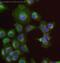 NAD(P)H Quinone Dehydrogenase 1 antibody, ab28947, Abcam, Immunocytochemistry image 