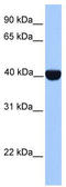 Casein Kinase 2 Alpha 1 antibody, TA335860, Origene, Western Blot image 