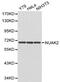 NUAK Family Kinase 2 antibody, PA5-75914, Invitrogen Antibodies, Western Blot image 