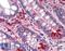 Erythropoietin antibody, LS-B15014, Lifespan Biosciences, Immunohistochemistry paraffin image 
