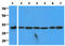 Complement C1q Binding Protein antibody, AM50354PU-N, Origene, Western Blot image 