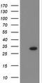 Carboxy-terminal domain RNA polymerase II polypeptide A small phosphatase 1 antibody, LS-C337234, Lifespan Biosciences, Western Blot image 