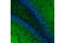 Solute Carrier Family 1 Member 1 antibody, 14501S, Cell Signaling Technology, Immunofluorescence image 