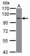 Cytosolic phospholipase A2 antibody, GTX117583, GeneTex, Western Blot image 