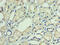 DnaJ Heat Shock Protein Family (Hsp40) Member C30 antibody, CSB-PA846659HA01HU, Cusabio, Immunohistochemistry paraffin image 