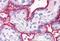 Surfeit 4 antibody, NBP1-44374, Novus Biologicals, Immunohistochemistry frozen image 