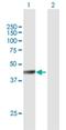 F-Box And WD Repeat Domain Containing 4 antibody, H00006468-B01P, Novus Biologicals, Western Blot image 