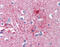 Cadherin-18 antibody, 51-438, ProSci, Immunohistochemistry frozen image 