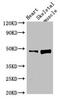 Lymphocyte Expansion Molecule antibody, CSB-PA670268LA01HU, Cusabio, Western Blot image 