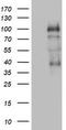 Progesterone Receptor antibody, TA802606S, Origene, Western Blot image 